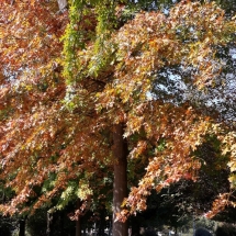 DRVOKOD-Crveni hrast DRVOKOD-Crveni hrast