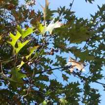 DRVOKOD-Crveni hrast1 DRVOKOD-Crveni hrast1