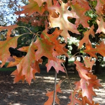 DRVOKOD-Crveni hrast2 DRVOKOD-Crveni hrast2