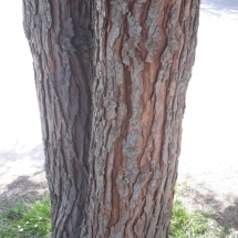 DRVOKOD-THUJA DRVOKOD-THUJA