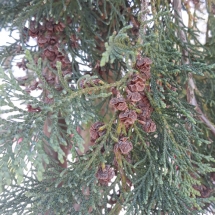 DRVOKOD-THUJA2 DRVOKOD-THUJA2