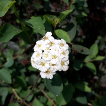 DRVOKOD-Vanhuteova suručica1 DRVOKOD-Vanhuteova suručica1