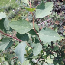 DRVOKOD-Vanhuteova suručica2 DRVOKOD-Vanhuteova suručica2