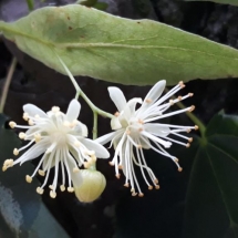 DRVOKOD-Lipa DRVOKOD-Lipa