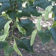 DRVOKOD-Lipa1 DRVOKOD-Lipa1