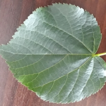 DRVOKOD-Lipa2 DRVOKOD-Lipa2