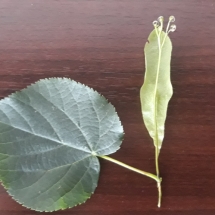 DRVOKOD-Lipa4 DRVOKOD-Lipa4