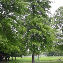 DRVOKOD-CRVENI HRAST-STABLO-PROLJEĆE DRVOKOD-CRVENI HRAST-STABLO-PROLJEĆE