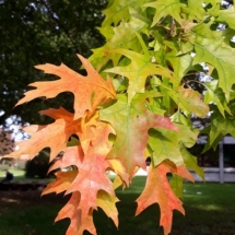 DRVOKOD-Crveni hrast-jesen DRVOKOD-Crveni hrast-jesen