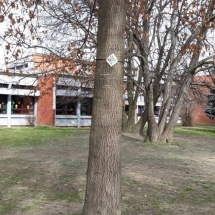 DRVOKOD-Crveni hrast-kora DRVOKOD-Crveni hrast-kora