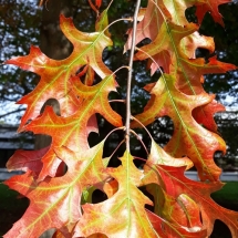 DRVOKOD-Crveni hrast-lice lista-jesen DRVOKOD-Crveni hrast-lice lista-jesen