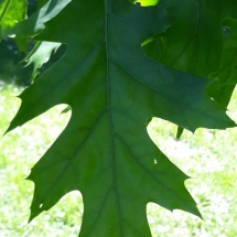 DRVOKOD-Crveni hrast-list-proljeće DRVOKOD-Crveni hrast-list-proljeće