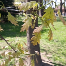 DRVOKOD-Crveni hrast-mladi listovi-proljeće DRVOKOD-Crveni hrast-mladi listovi-proljeće