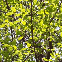 DRVOKOD-Obični grab-listovi-proljeće DRVOKOD-Obični grab-listovi-proljeće