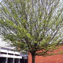 DRVOKOD-Obični grab-stablo DRVOKOD-Obični grab-stablo