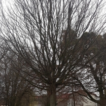 DRVOKOD-Obični grab-stablo-zima DRVOKOD-Obični grab-stablo-zima