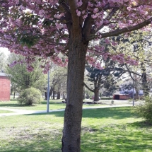 DRVOKOD-Japanska trešnja kora DRVOKOD-Japanska trešnja kora