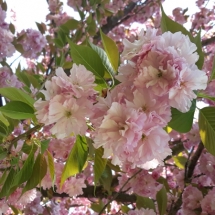 DRVOKOD-Japanska trešnja-list i cvijet DRVOKOD-Japanska trešnja-list i cvijet